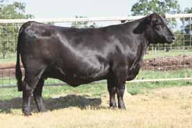 - They are sired by Feddes Big Sky, the big-numbered, performance, sire. He is one of the breed s biggestnumbered marbling sires with a.90.