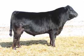 She is has made a big impact in the SBRX purebred Red Angus herd in creating some of their finest purebred Red Angus and amazing red and polled Lim-Flex cattle. - Consigned by Sugar Bush Cattle, Inc.