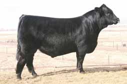 Futurity champion bull DVFC Sitting Bull from a daughter of LESF Asphalt 9N - Consigned by McCarthy s Omega 8 Ranch, Bedias, TX EF Xcessive Force, sire to Lot 65 embryos.