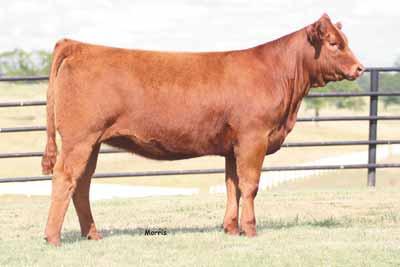 ... open heifers... lot 7 AUTO ANNIKA 469A PB Limousin (88) Cow Polled Red 10.15.
