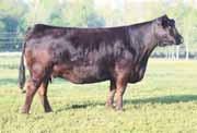 complete in her structure - She is sired by AUTO Gunn Point 192Y and from one of the most consistent producing donors in the Pinegar program, EXLR Molly 7103K. EXLR Molly 7103K, dam of Lots 7 & 8.