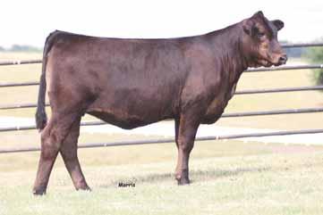 Her dam is one of the leading donors for Counsil Family Limousin and DeMar Farms in Canton Texas.