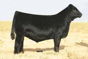 ... open heifers... MAGS U-Haul, sire of Lots 13 & 14. lot 13 THIL 49A DELTA GIRL PB Limousin (88) Cow Double Polled Double Black 09.05.