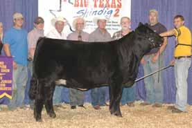 Diesel Power back to the proven Pinegar Fullblood donor STBR Demetria - Consigned by T Hill Limousin, Dover, AR lot 14 THIL 57A KAREN B Lim-Flex (75) Cow Homo Polled Homo Black 09.06.