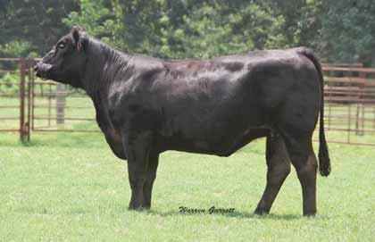 lot 17 DMAR YOUR DREAM 66Y PB Limousin (100) Cow Homo Polled Double Black 12.14.