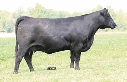 She is a daughter of JCL Lodestar 27L and from a daughter of AUTO Black Dakota 129J back to a daughter of JCL Black Out - This young bred female comes from the long running and prominent DeMar Farm