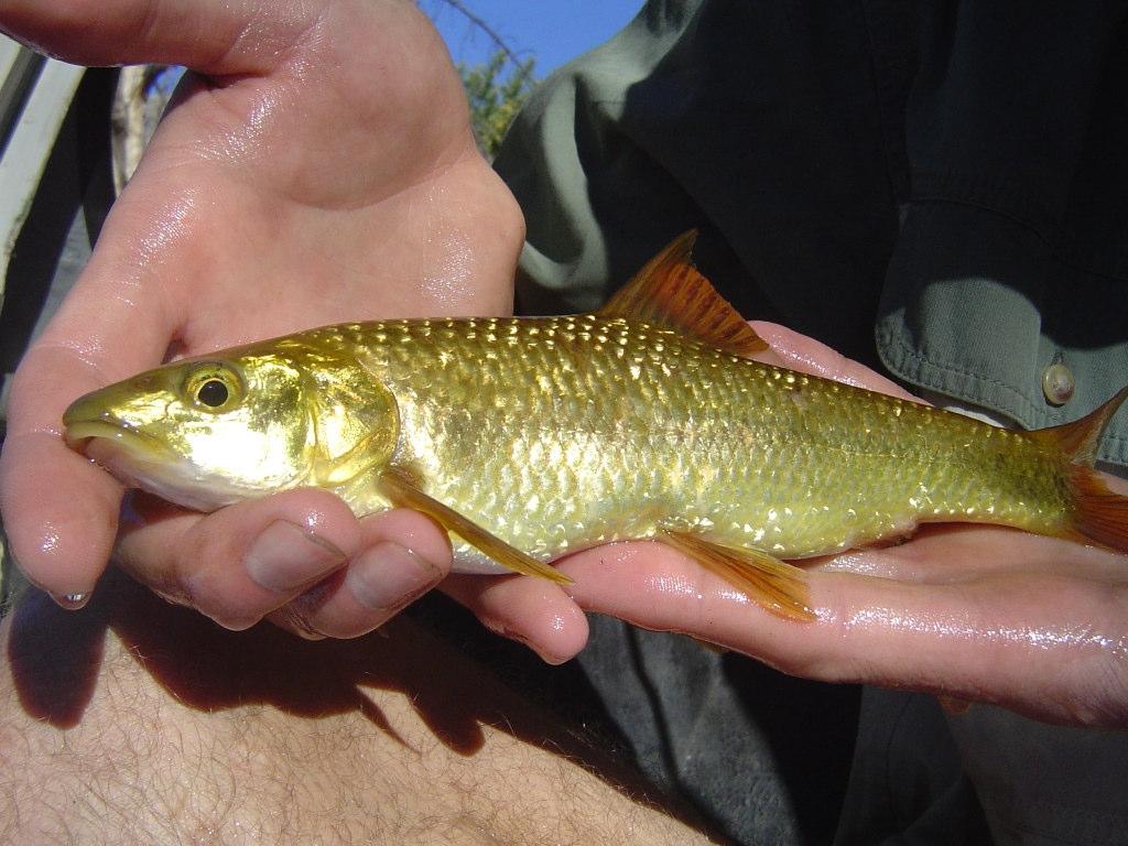winter, for example, when the water temperatures increase to about 17 o C all Smallmouth Yellowfish begin to move into suitable breeding areas or spawning areas which just happen to be the same
