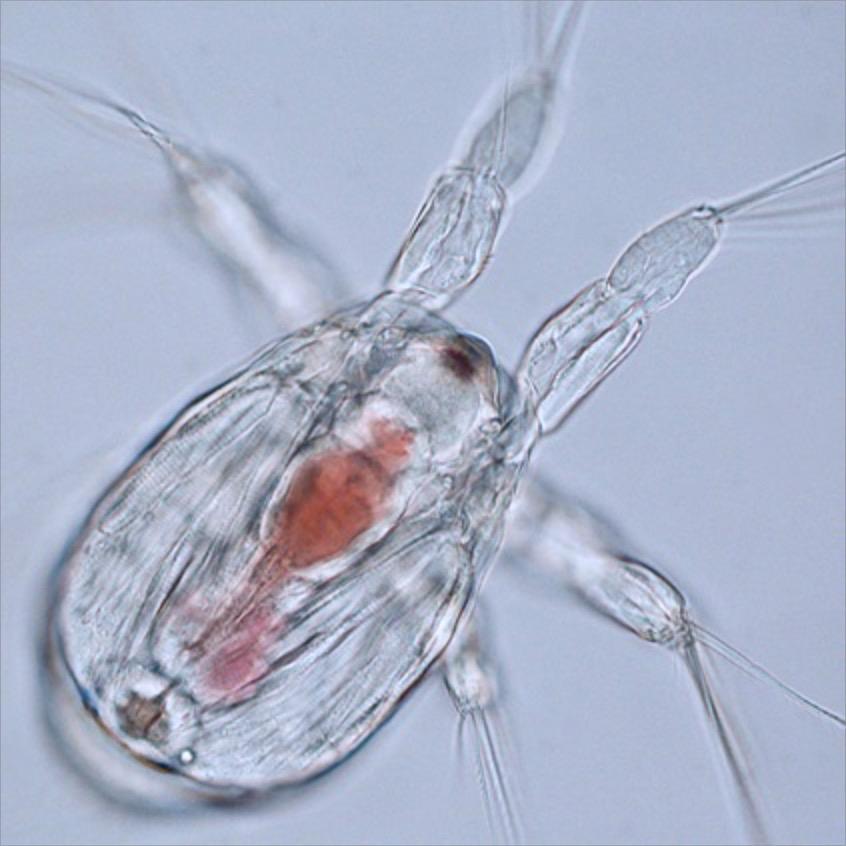COPEPODS Optimal nutritional quality -