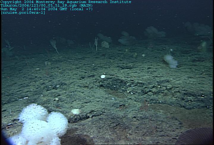 Actual surface area to be mined limited by: Crust exposure/sediment cover Varies from nearly 0% to nearly 100% Cut-off of 60% sediment cover, seamount