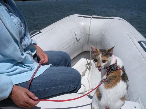 We need another crew member. Meet Skipper, who has joined us in Port Royal from the local animal shelter.