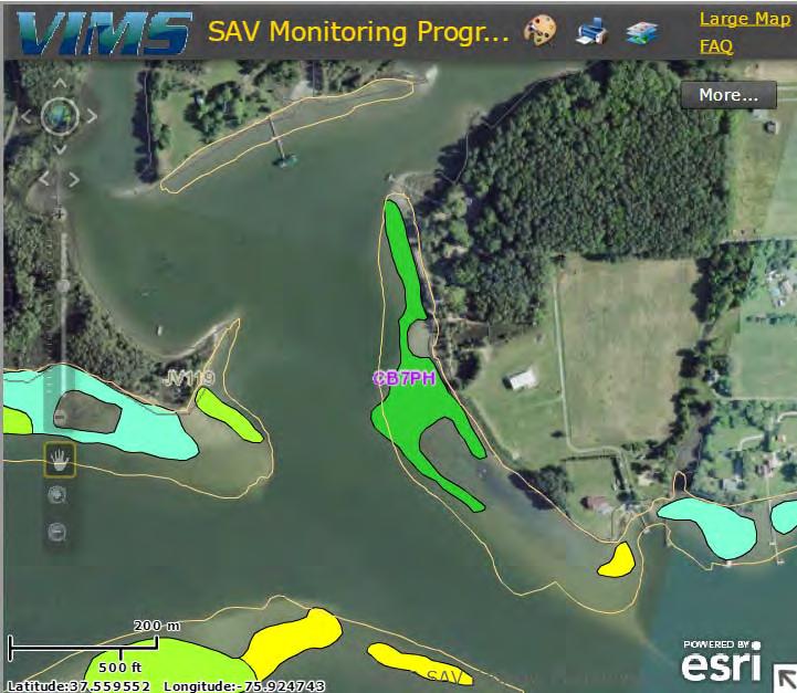 SAV (Submerged Aquatic Vegetation) From http://web.vims.edu/bio/sav/maps.html SAV existed along much of the shoreline.