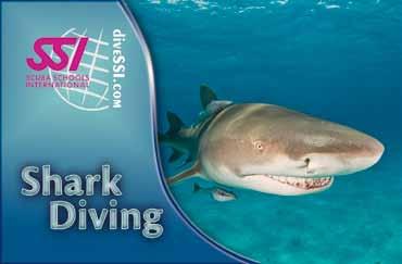 You will also learn how to react properly when diving or snorkeling with sharks.