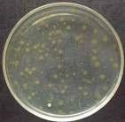 Heterotrophic Plate Count An estimation of the number of live bacteria Quantified as the number of colony forming units (cfu) per 100 ml of water Indicator of system health Excellent indicator for