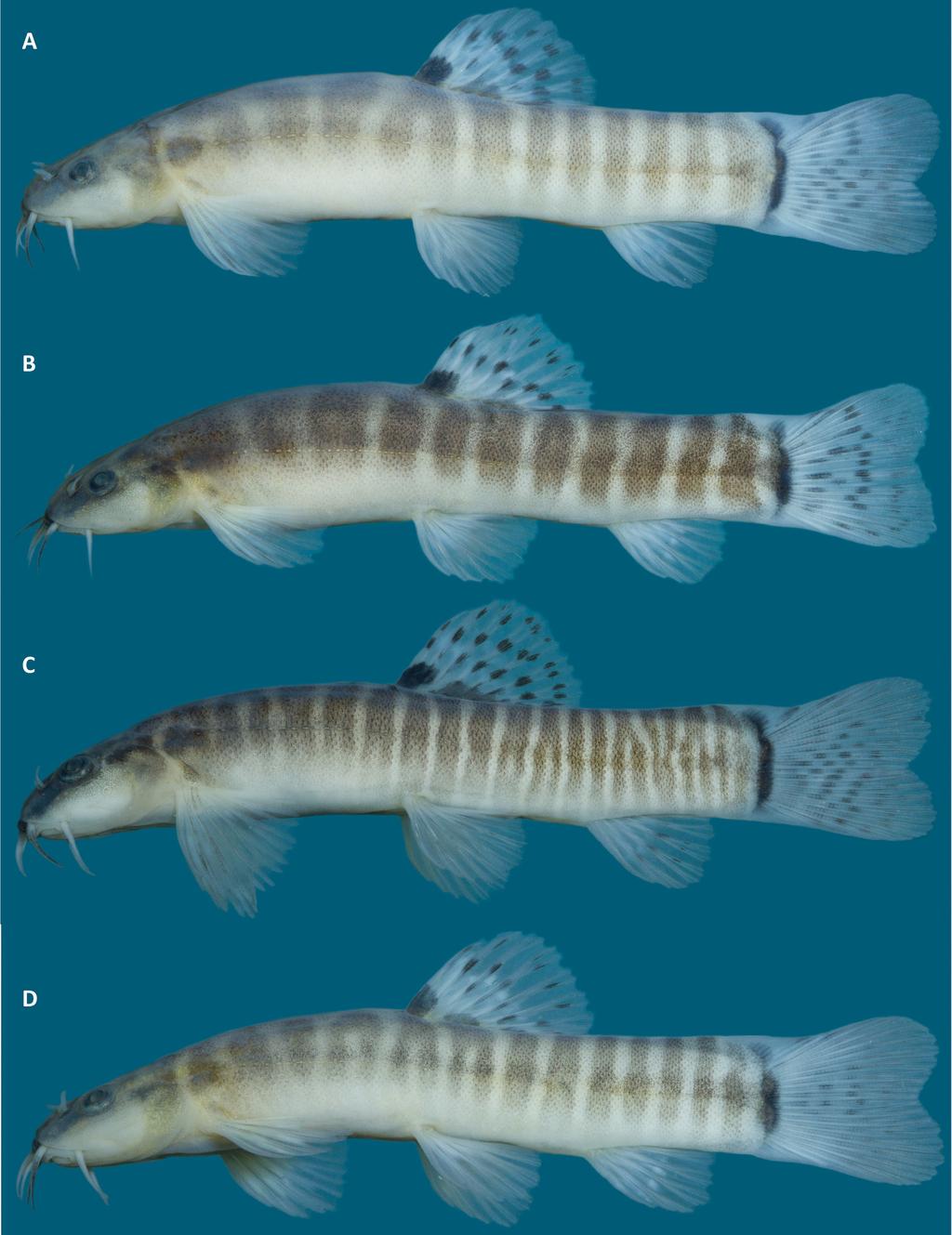 FIGURE 5. Lateral view of paratypes of Schistura scripta, indicating color-pattern variation. A, NH 2018.3.1, 41.7 mm SL; B, DZ3902E, 37.0 mm SL; C, NH 2018.3.2, 35.7 mm SL; D, NH 2018.3.3, 32.