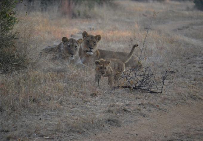 The pride with lionesses and cub Now imagine going on safari without seeing a lion, unthinkable, isn t it?