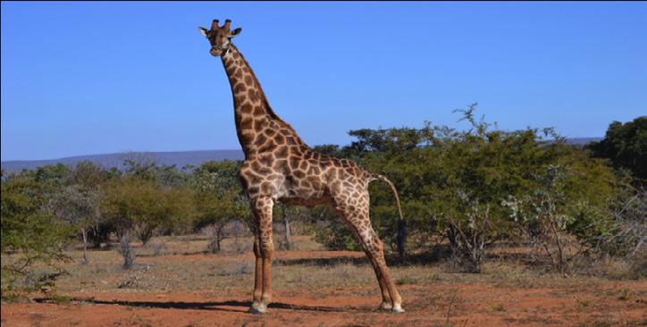 GIRAFFE Giraffe are another iconic African species and always a firm favorite with our guests.