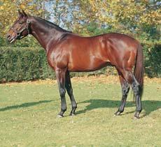 Europe 2008 Sire of six