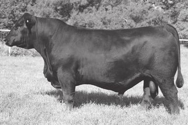 DCF POWER BULLS BY EXAR STETSON Better than breed average option for BEPD to breed heifers.