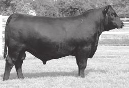 ORIgen EXAR Stetson 3704B - Sire of Lots 1, 2 and 17.