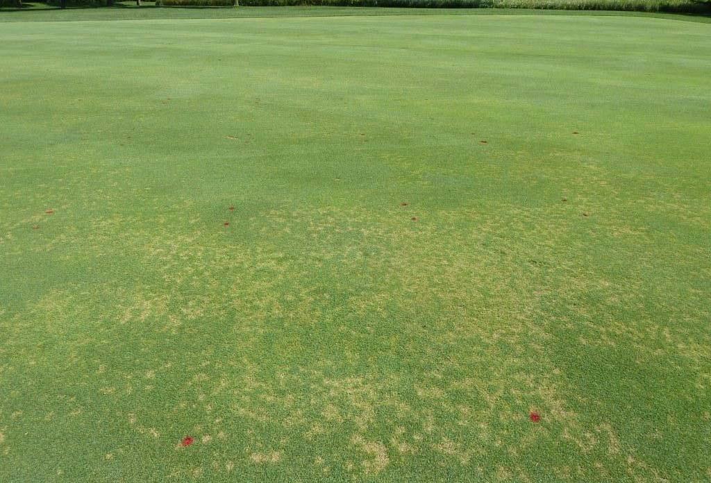 This week I said to an inquisitive superintendent Dollar spot took off