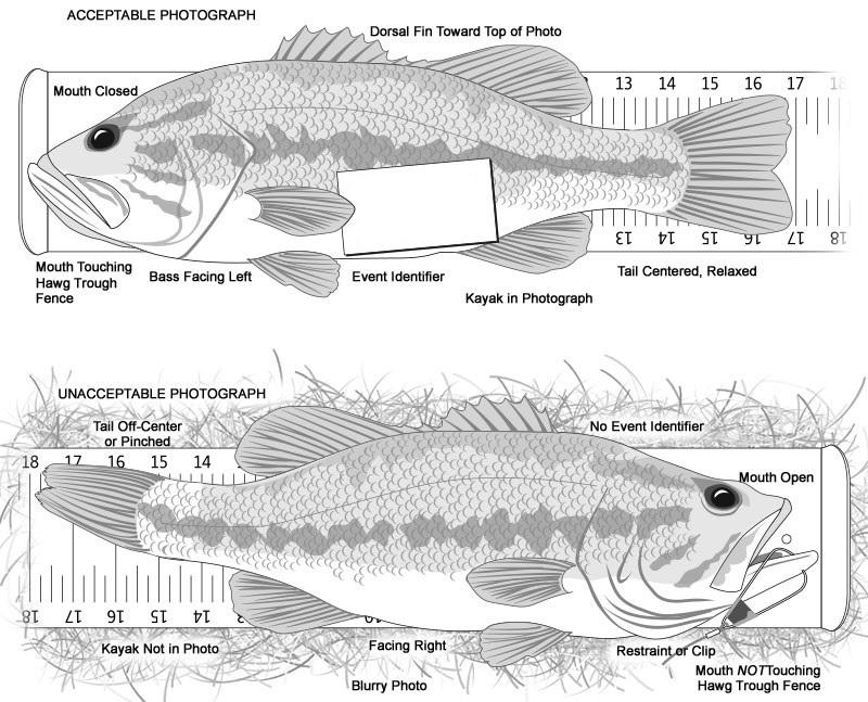 E. Fish, as depicted below: i. Facing left on a Hawg Trough, left side of the fish visible, dorsal fin toward the top of the photo ii.