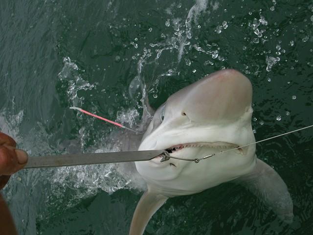 3) Hook sizes The use of bronze finished hooks is the singularly most important factor in the release of hooked sharks, as any hook that has to be left in a fish will dissolve rapidly.