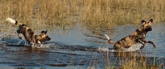 4 Flight: Maun to Moremi Overnight: Moremi Tented Camp Day 2 & 3, 7 to 8 Aug Moremi PHOTO CREDIT: SIMON BELLINGHAM You have two full days exploring this premier wildlife area.
