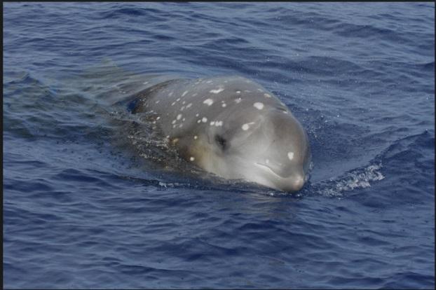 Detect and localize beaked whales and obtain perpendicular distances to individual animals (e.g. acoustic localization).