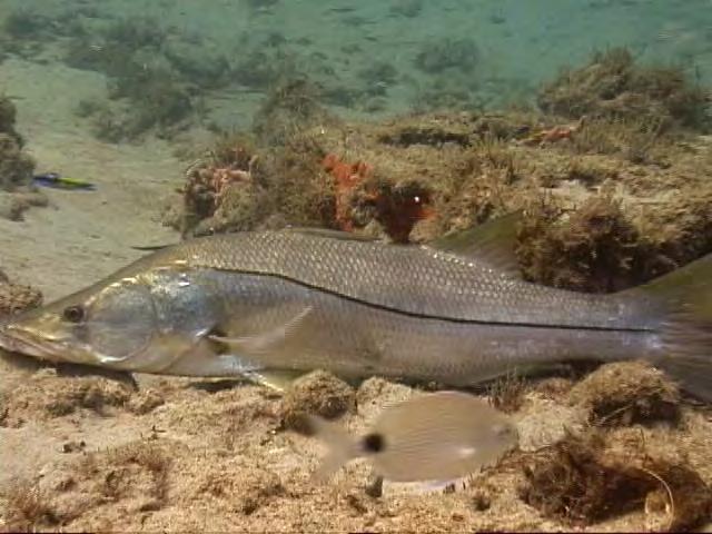 The 2015 stock assessment of Common Snook, Centropomus undecimalis Robert Muller, Alexis Trotter, and Philip