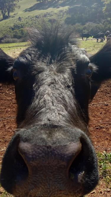 We went to beautiful Dwellingup at the weekend and fed some cows such a laugh.