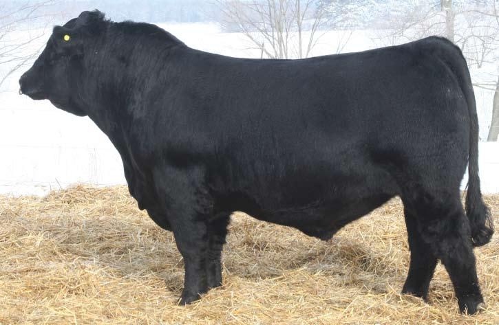 5 The high selling bull in our 2010 sale, going to Springer Simmentals, Cresco, Iowa. We retained 1/3 interest in Yukon, and are very proud to be partners with such a great family operation.