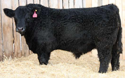 1 BW: 108 205 day: 838 365 day:1499 72W was added to herd bull battery with the intentions of adding performance and maintaining our haircoats. The sons are complete, sound, power bulls.