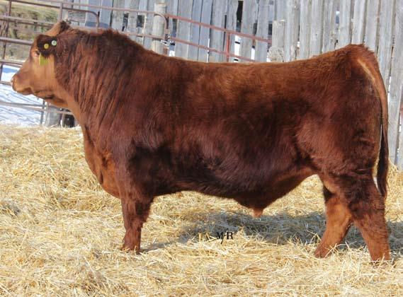 RED FINE LINE MULBERRY 26P 1237972 RED BRYLOR JKC GHOST RIDER108Y 1669691 RED BRYLOR CHEROK 22L 1069271 sire: RED WRAZ PHANTOM 12B 1801174 RED SIX MILE TYPHOON 289T 1412419 RED DOUBLE C ROXIE 293X
