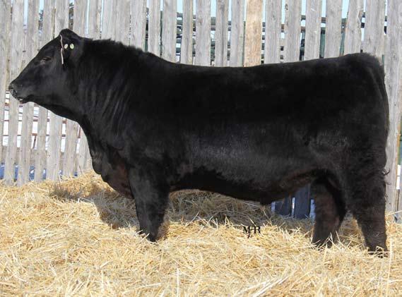 RED THAT LL DO UNBELIEVABLE 6U 1450930 RED MOOSE CREEK SWAYZE 33Z 1687117 RED MOOSE CREEK GRACE 65S 1366891 sire: RED HIGH CALIBER CARBINE 110C 1869720 RED DOUBLE C USENI 922U 1446917 RED HIGH
