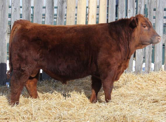 RED DIMLER INDEED 105R 1275019 RED JCC SPARKLES 48M 1112173 sire: RED DOUBLE C ASPIRATION 319A 1737699 RED DOUBLE C LA MARK 232H 928890 RED DOUBLE C MARSLITE 136P 1208130 RED RAFTER FL MARATHON 55F