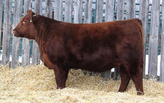 Donation Heifer Heifer will sell by Dutch Auction - every $10 donation gives you a chance to win the heifer! Win Me!