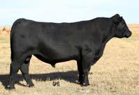 Reference Sires RED DOUBLE C ASPIRATION 319A Youngdale Fortitude 9D RED WRAZ PHANTOM 12B RED Double C Dorango 181D Aspiration is an old boy on the block here and one we will find hard to part with in