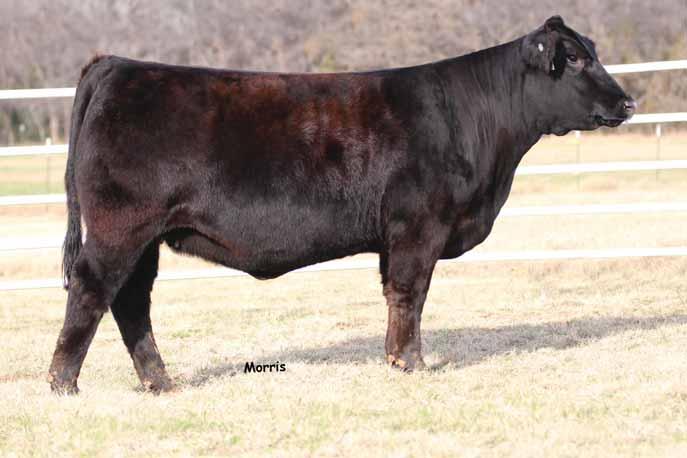 FALL BRED FELES A.I. 1.4. EBFL Ypsilanti 40Y SO After Hours 3860A is one of the top brood cow prospects in the sale offering. She proudly stands for all that is good in top LimFlex cattle.
