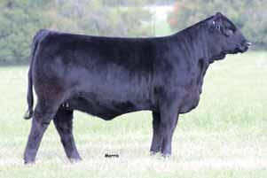 LIMFLEX COW/CALF AIRS 6} EXLR SO 819Z, full sib to Lot 6. SO Zola 810Z is a 7% LimFlex daughter of the two time national gold medal sire AUTO Black Dakota 19J.