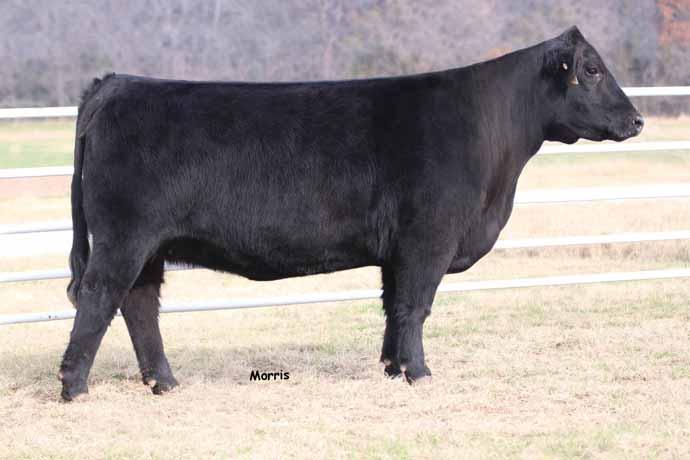SRING CALVING COW A.I. 7.. to COLE Windfall 4W; Safe SO Xena 081X is a 0% LimFlex female that is homozygous polled and homozygous black.