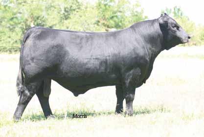 HERD SIRE ROSECT EBFL Ypsilanti 40Y, sire of Lot 4. Owned with Riverside Valley Farm, Hohenwald, TN and Sugar Bush Cattle, Inc.