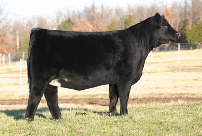 EBFL Ypsilanti 40Y is the complete outcross sire and son of TC Freedom from the national champion female GS Ramada. He just like RVF Fire Ball 0Y is very big footed and very sound structured.