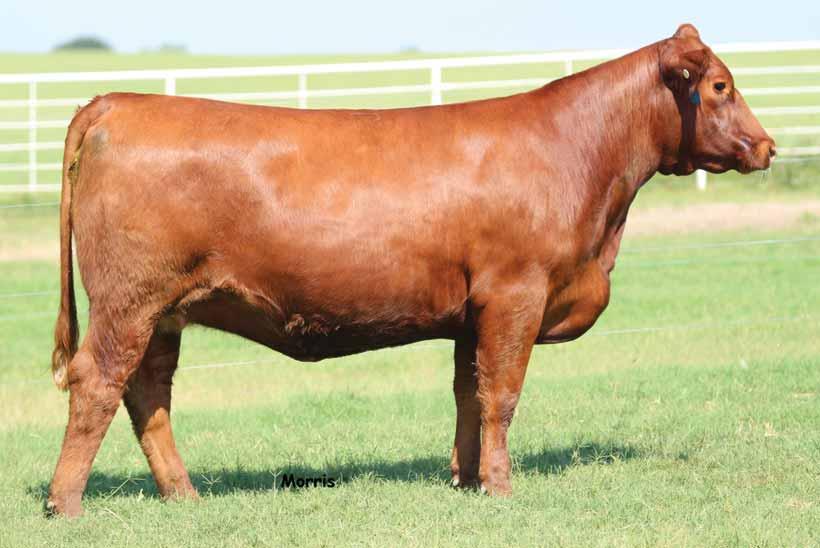 AUTO Bliss, full sister to Lot 6. LOT 6 6 LimFlex {} HPolled/Red.05.14 SO 46B LFF 734 : 76 lbs. : 7 lbs. : 34 lbs.
