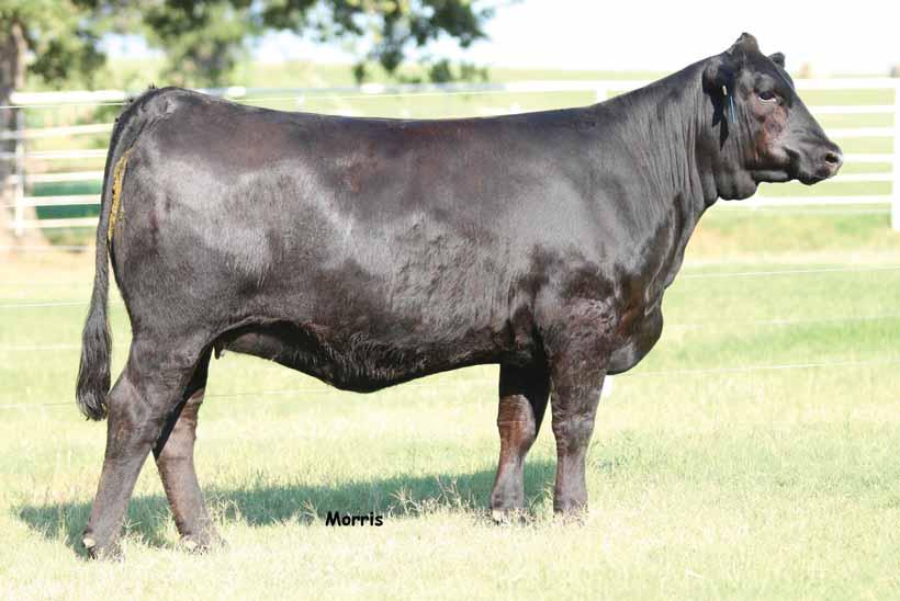 New PHoto coming SO Round Robin 305, full sister to Lot 7. PBRS Bunk House 4B, service sire to Lot 7. 7 LimFlex {} 0.21.14 SO 462B LFF 72 : 71 lbs. : 627 lbs. : lbs.