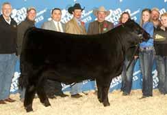 PBRS Your The One 1134Y, dam of Lot. LimFlex {71} HPolled/Black 0.0.14 LO 464B LFF 741 : 76 lbs. : 7 lbs. : 1 lbs.