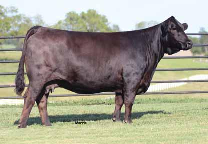 GS Manuela, dam of Lots 12 and 13. LOT 12 GS Manuela made her mark in the Limousin breed as the top money generating female of all time.