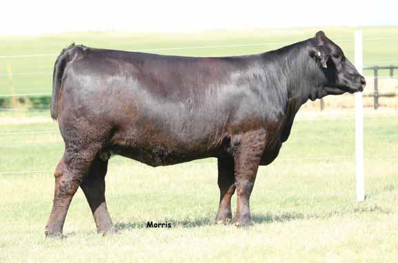 She has left many daughters in our breed that have produced excellence and have topped sales across the land. 12 PB Limousin {71} Polled/Black 0.02.14 SO 1B NPF 723 : 3 lbs. : 5 lbs. : 06 lbs.