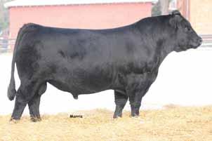bull DHVO Deuce 132R Her dam is the purebred Angus female and proven Stowers donor. She is a daughter of GAR Sleep Easy 0 and has proven time and time again she is a solid producer She scanned a 12.