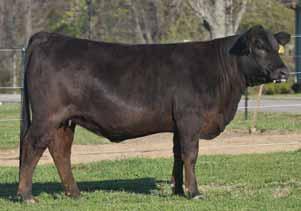 VERMILION E BLACKBIRD46 UN COOL BREEZE 2S BON VIEW NEW DESIGN 17 EXLR REGAL 71P Adj. Scan Data IMF FAT RB 12 0.4 21 1.05 12 2 0.32 0.01 0.6.27 0 4 4 Homozygous polled and homozygous black Here is the highest marbling numbered female of the sale offering.