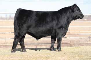 LimFlex and is a result of the many years of the Stowers program concentrating on only the finest genetics that resources can buy LimFlex {} HPolled/Black 05.05. SO 531C LFF 071 : 66 lbs. : 60 lbs.